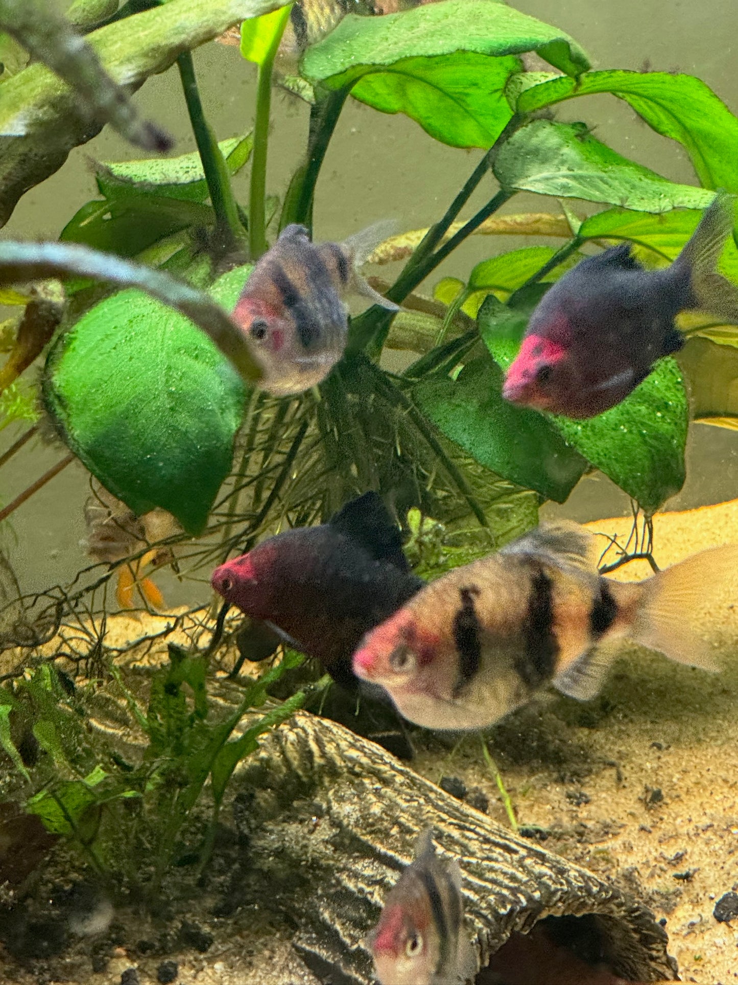 Black Ruby Barbs