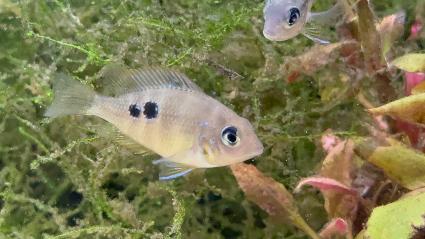 Thorichthys maculipinnis - Spot Cheek Cichlid