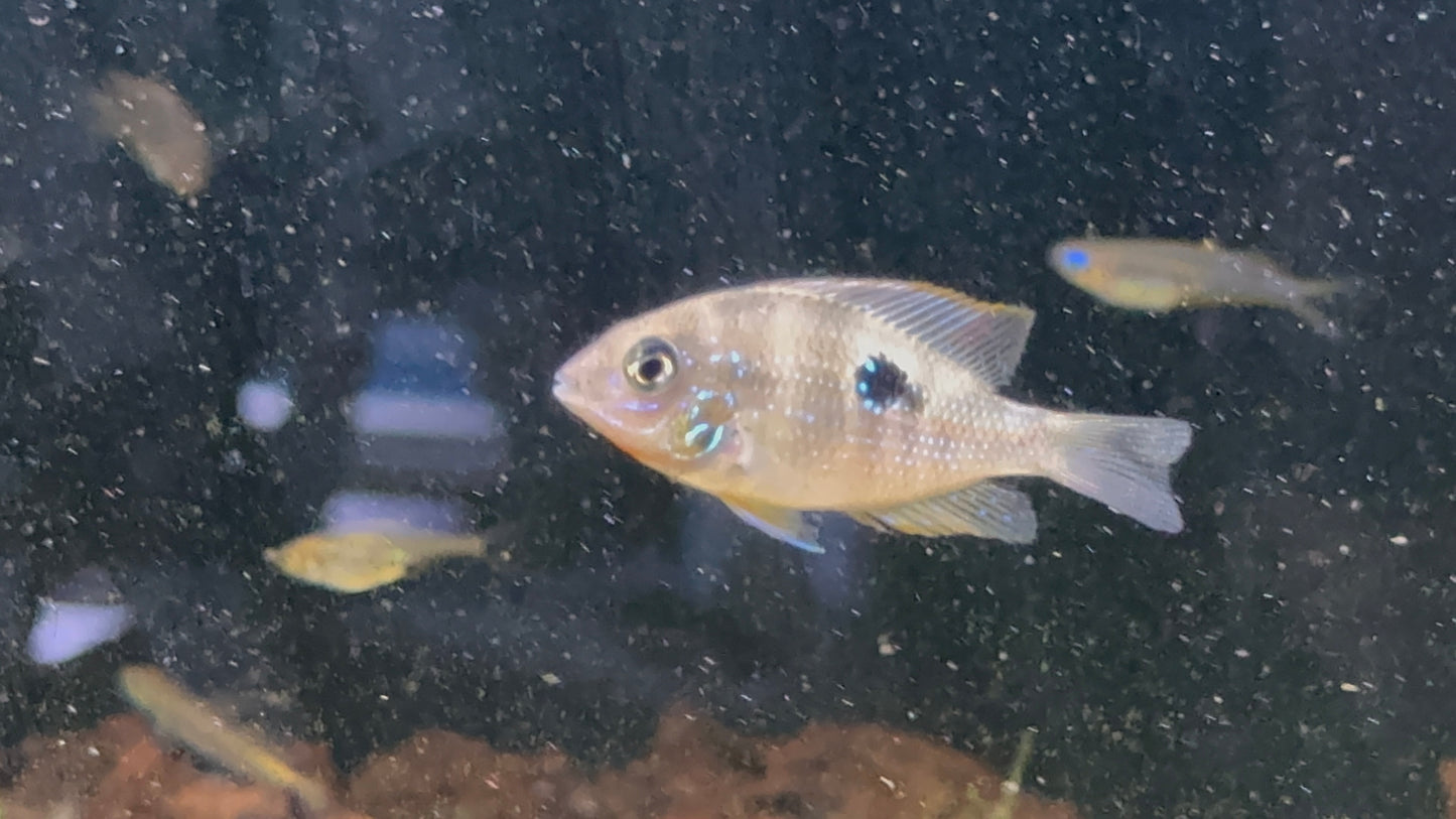 Thorichthys maculipinnis - Spot Cheek Cichlid