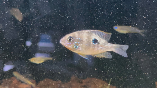 Thorichthys maculipinnis - Spot Cheek Cichlid