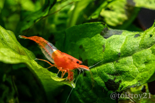 Orange Rili Neocaridinas