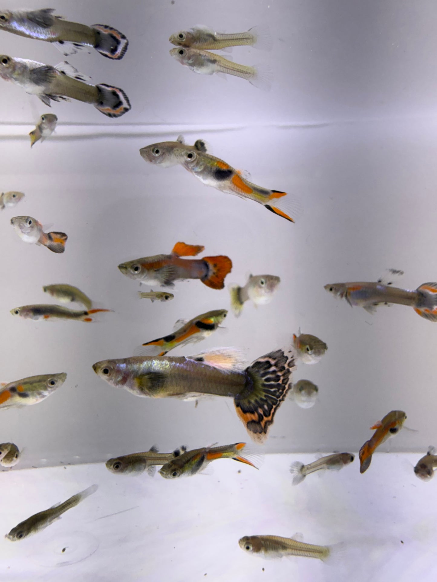 Mutt Guppies