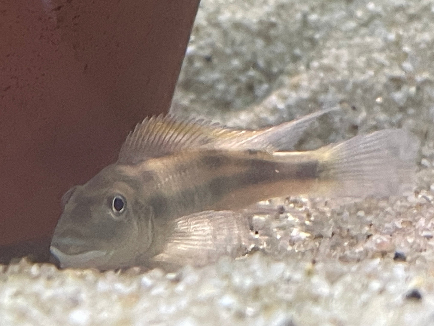 Slender Buffalo Head - Steatocranus tinanti