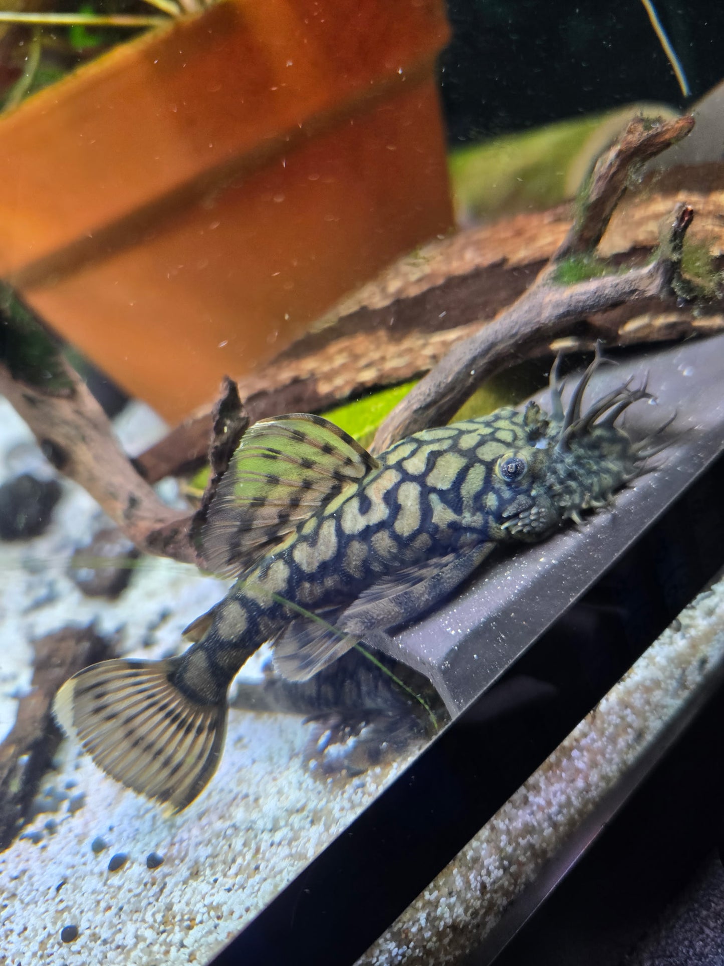 L519 Honeycomb Bristlenose Pleco 'Rio Itenez'