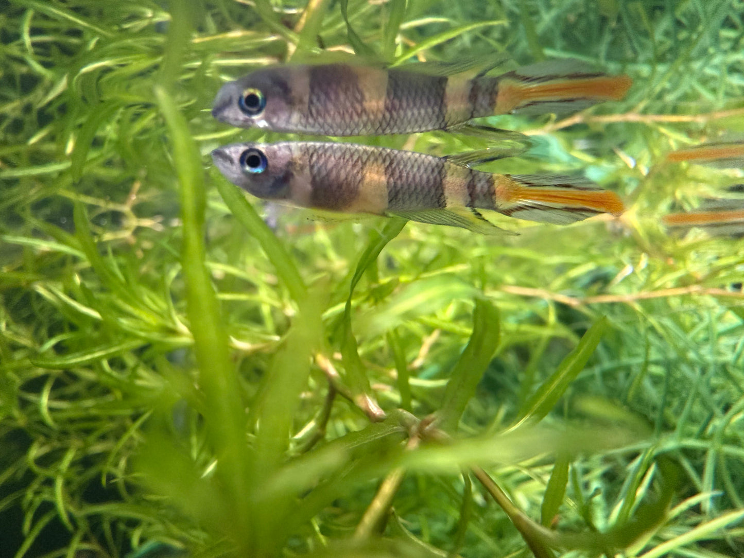 Epiplatys annulatus (Clown Killifish)