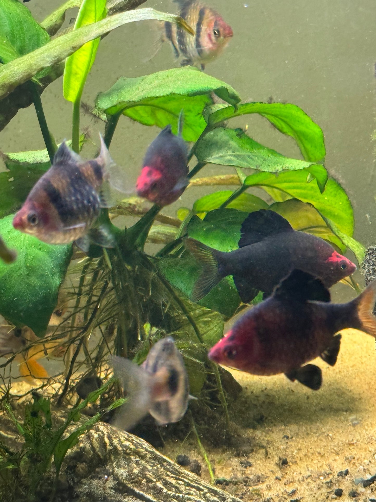Black Ruby Barbs