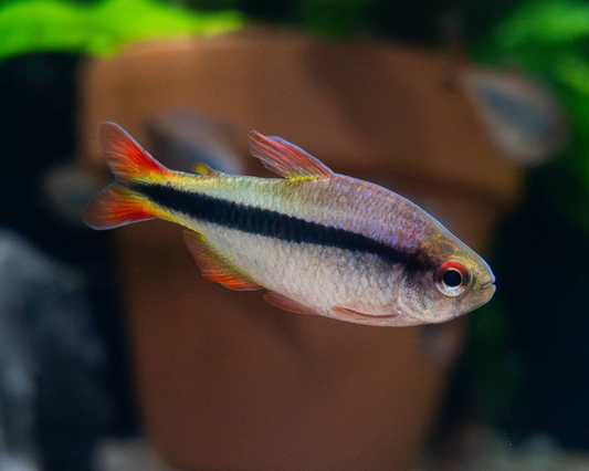 Hyphessobrycon melanostichos - Black Stripe Tetra
