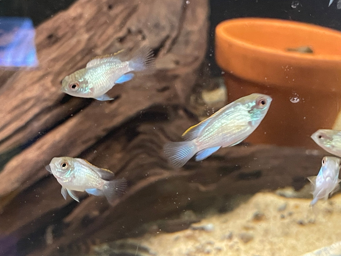 Electric Blue Acara