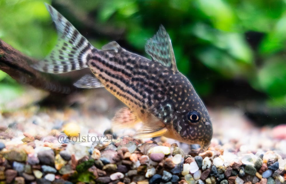 Corydoras Sterbai