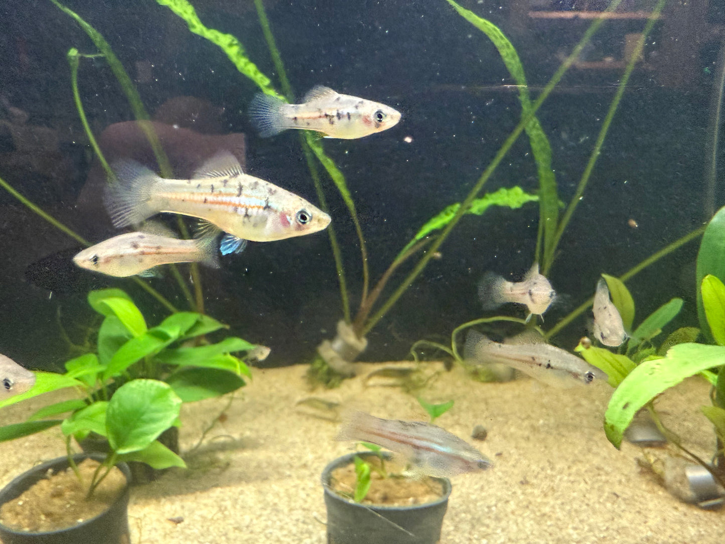Xiphophorus helleri “Otapic” Wild type Green Swordtail