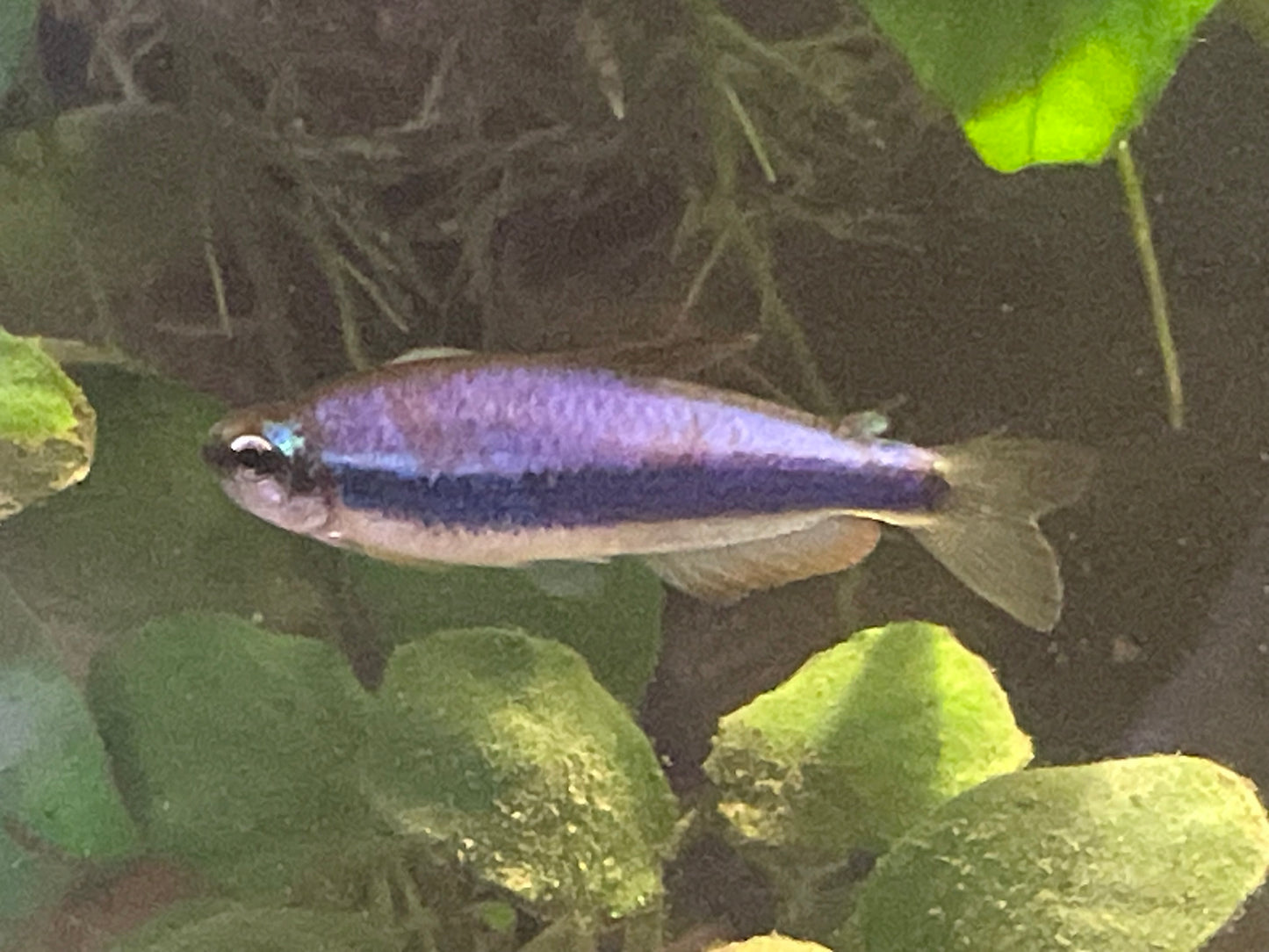 Kerri Blue Tetras