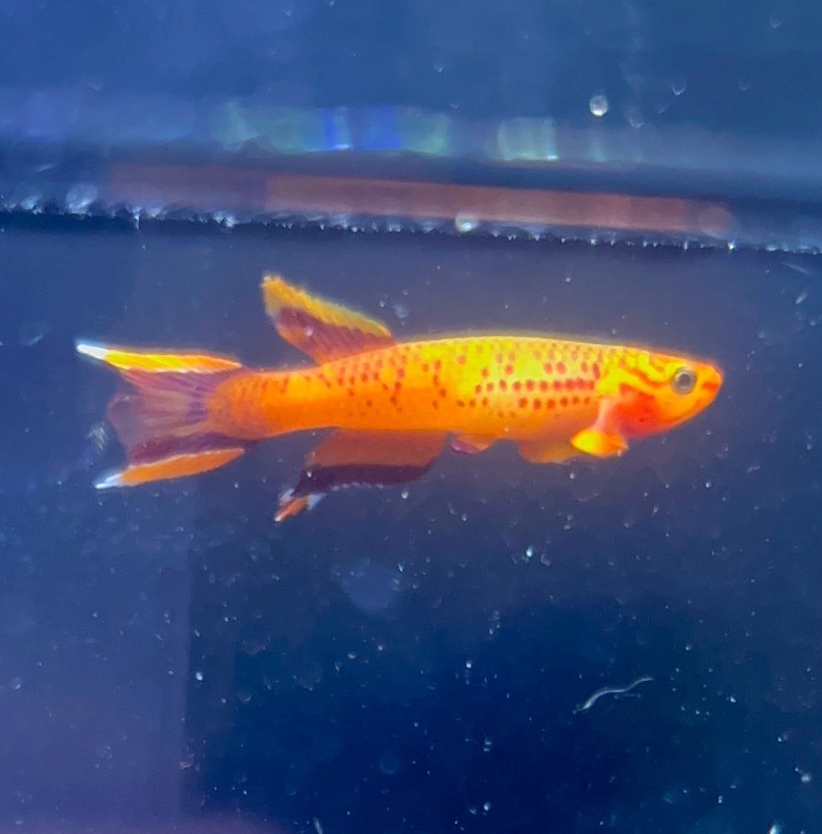 Orange Lyretail Australe Killifish- Aphyosemion Australe