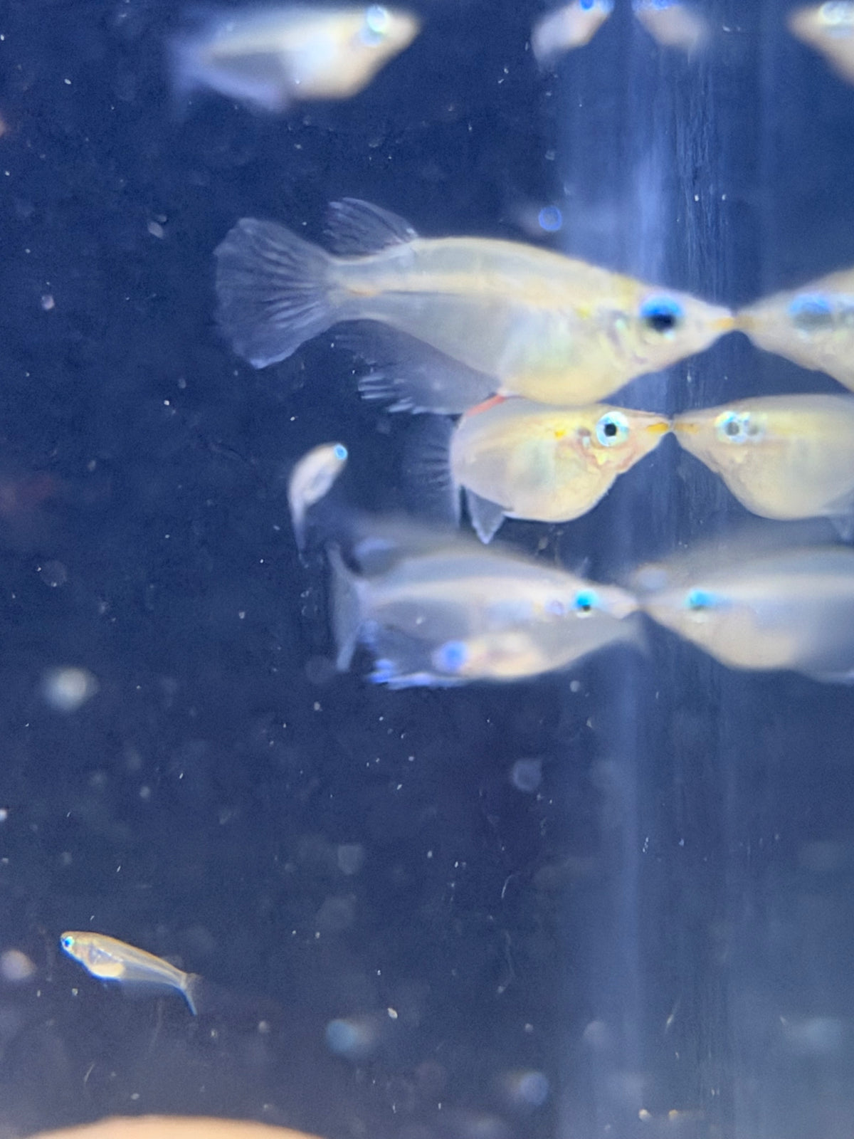 Oryzias dancena “Indian Rice Fish”