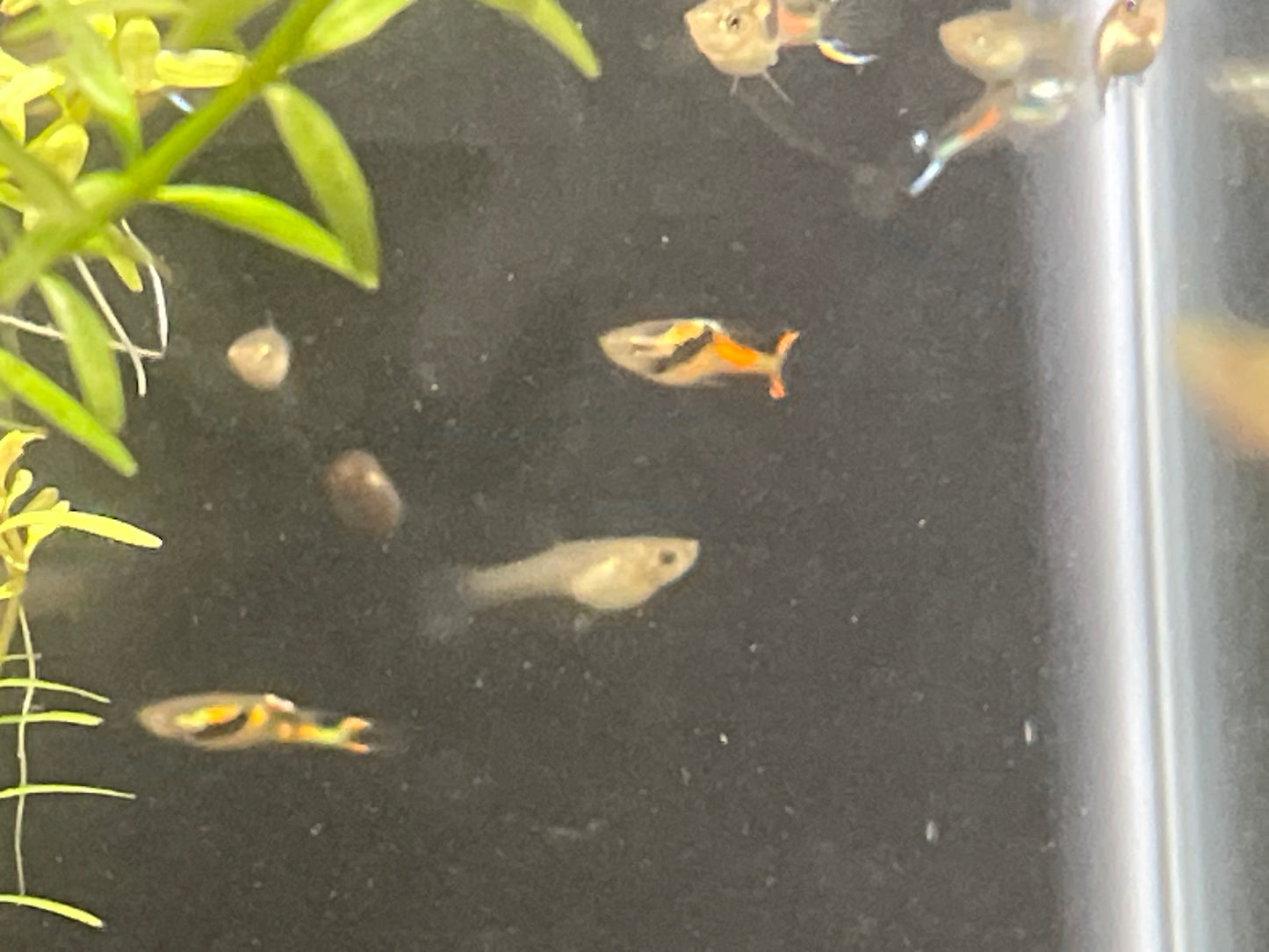 Black Bar Endlers “N” Class