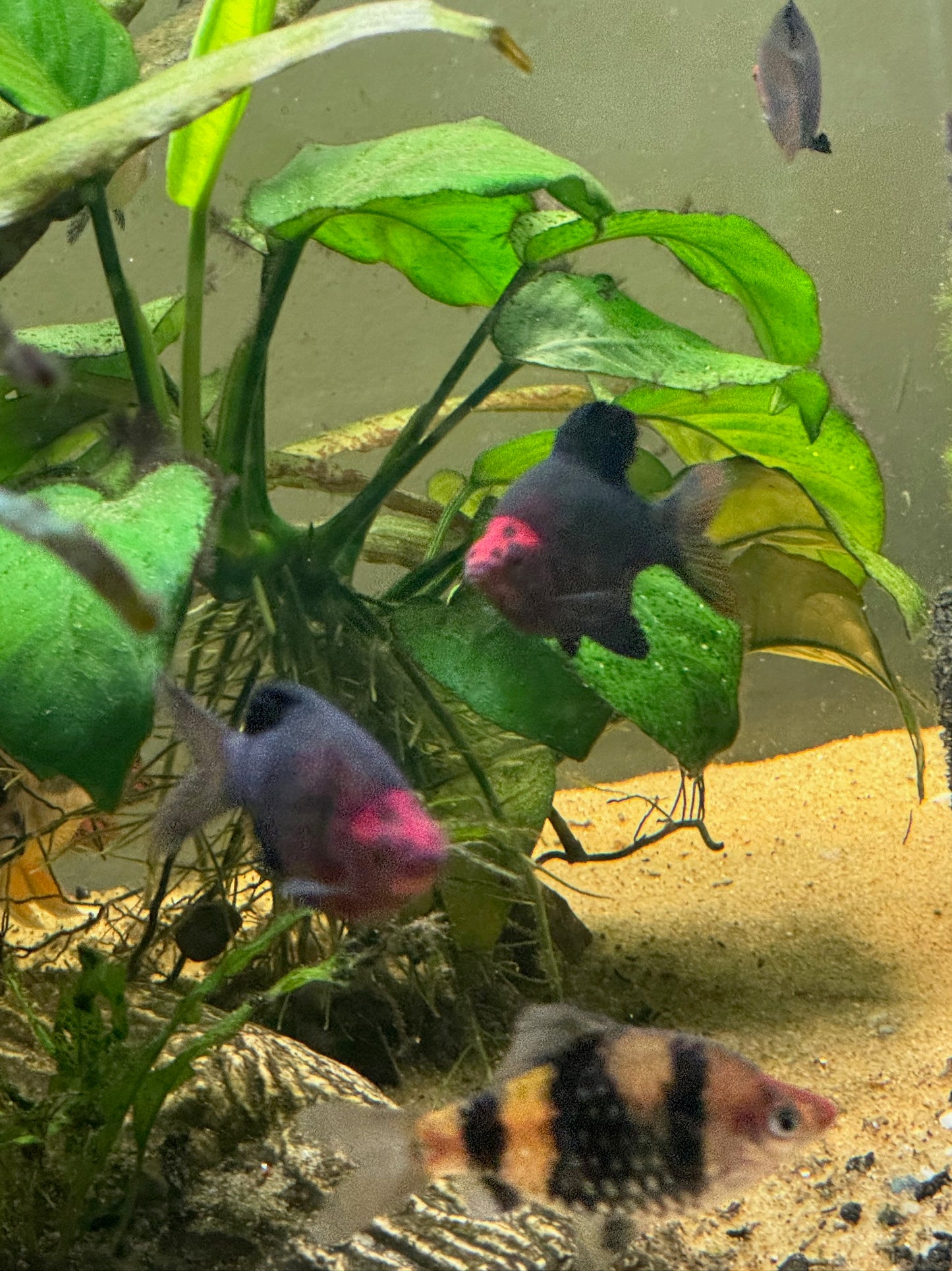 Black Ruby Barbs