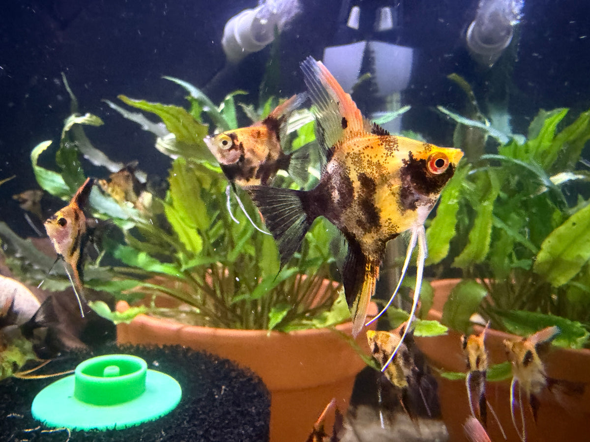 Red Koi Angelfish