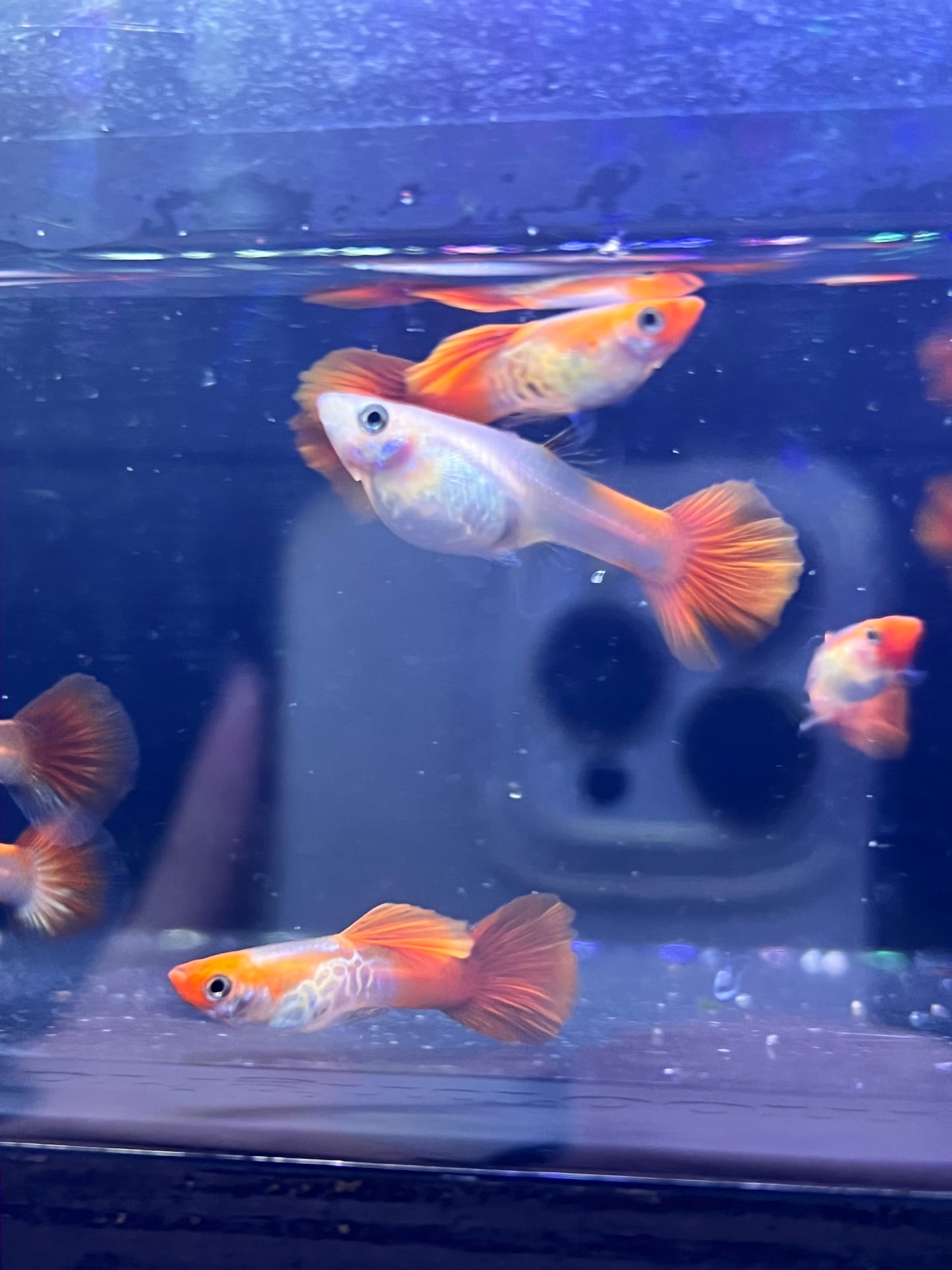 Blonde Koi Snakeskin Guppy