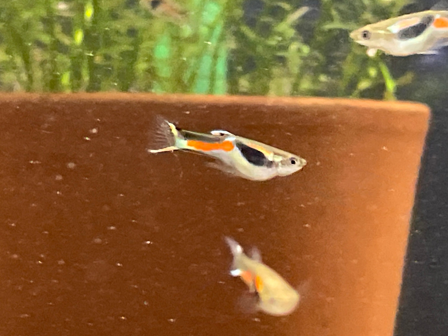 Black Bar Endlers “N” Class