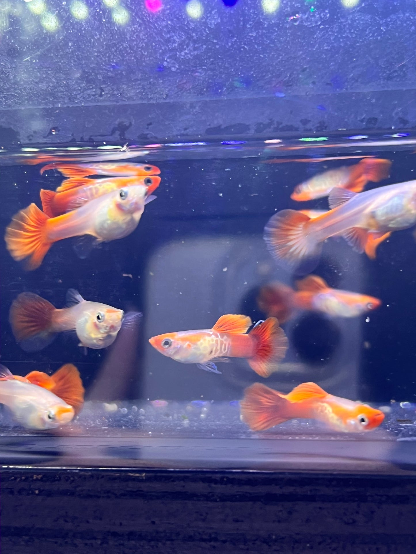 Blonde Koi Snakeskin Guppy