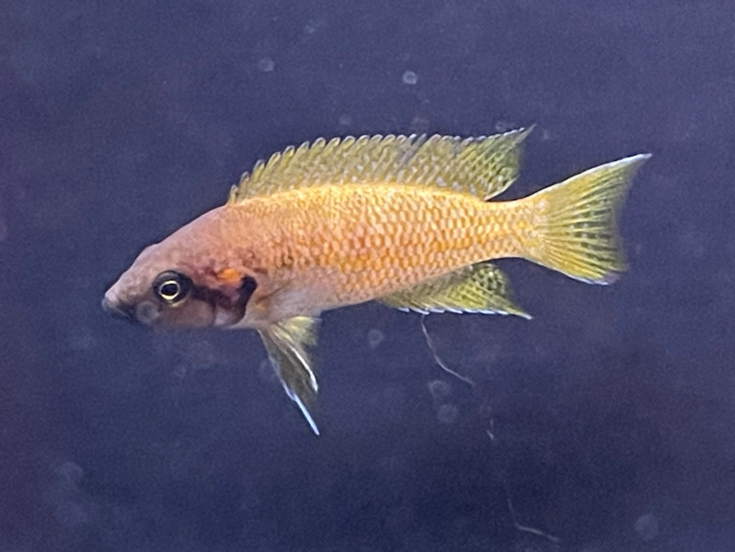 Sunflower Cichlid (Neolamprologus helianthus)