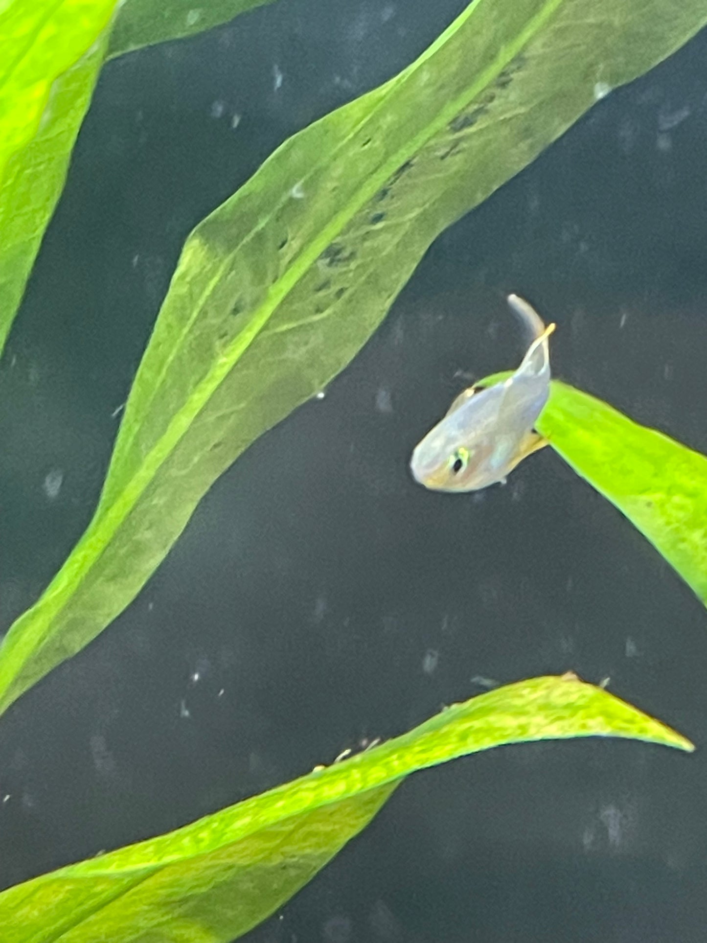 Celebes rainbow (Marosatherina ladigesi)