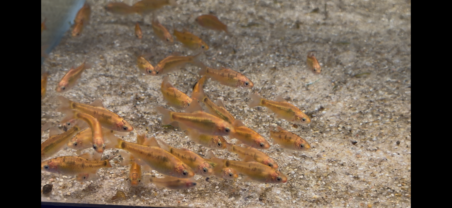 Gold barb (Puntius semifasciolatus)