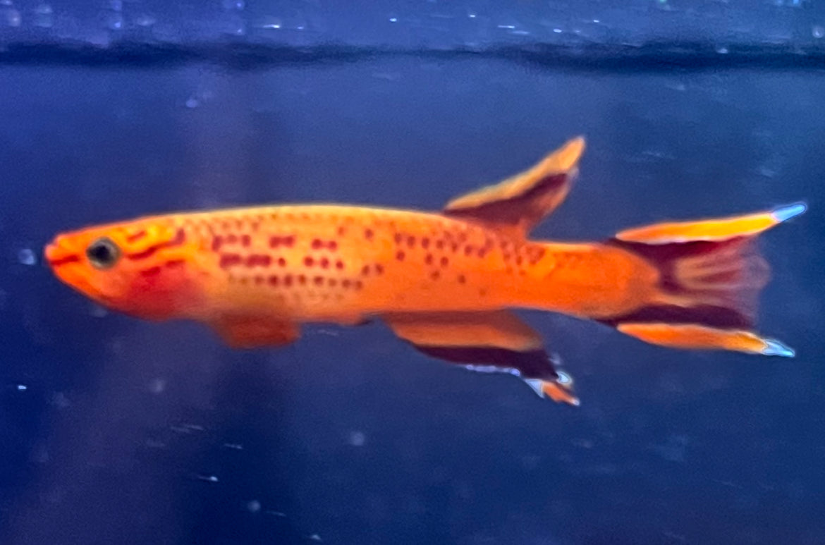 Orange Lyretail Australe Killifish- Aphyosemion Australe