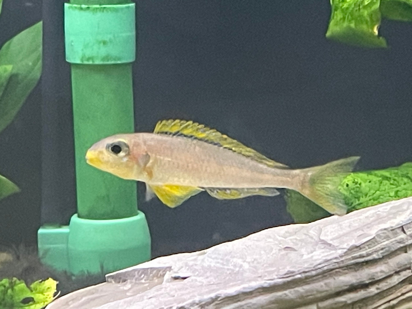 Xenotilapia flavipinnis "Nyannza lac"