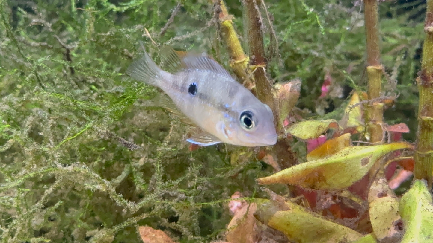 Thorichthys maculipinnis - Spot Cheek Cichlid