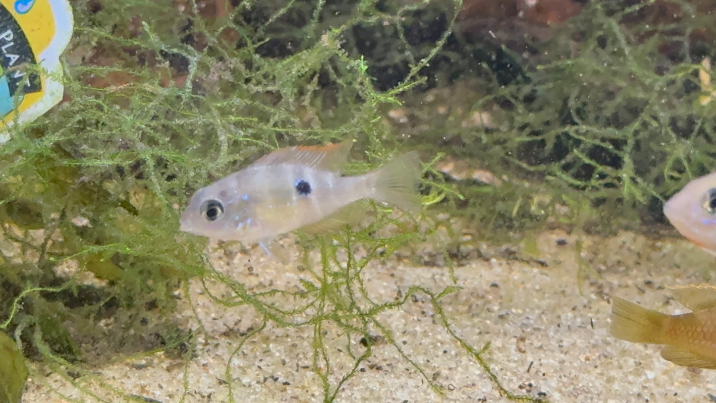 Thorichthys maculipinnis - Spot Cheek Cichlid