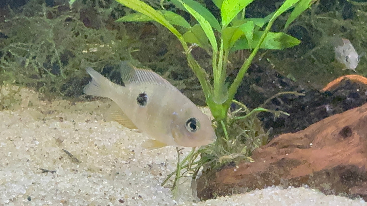 Thorichthys maculipinnis - Spot Cheek Cichlid