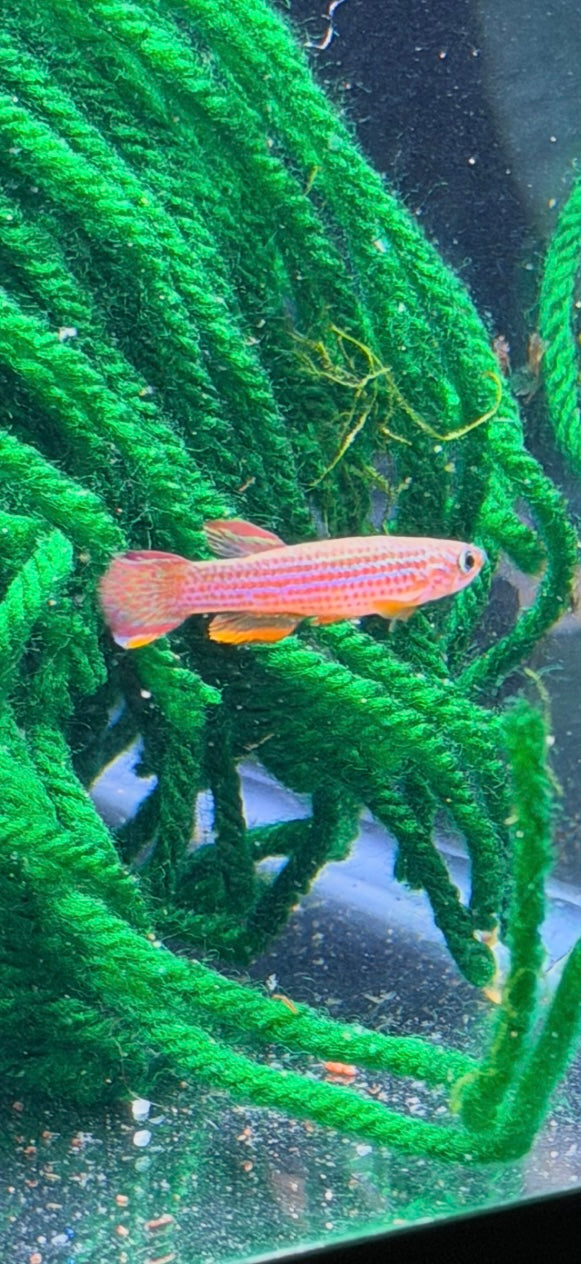 Aphiosemion striatum “”Lambarene””