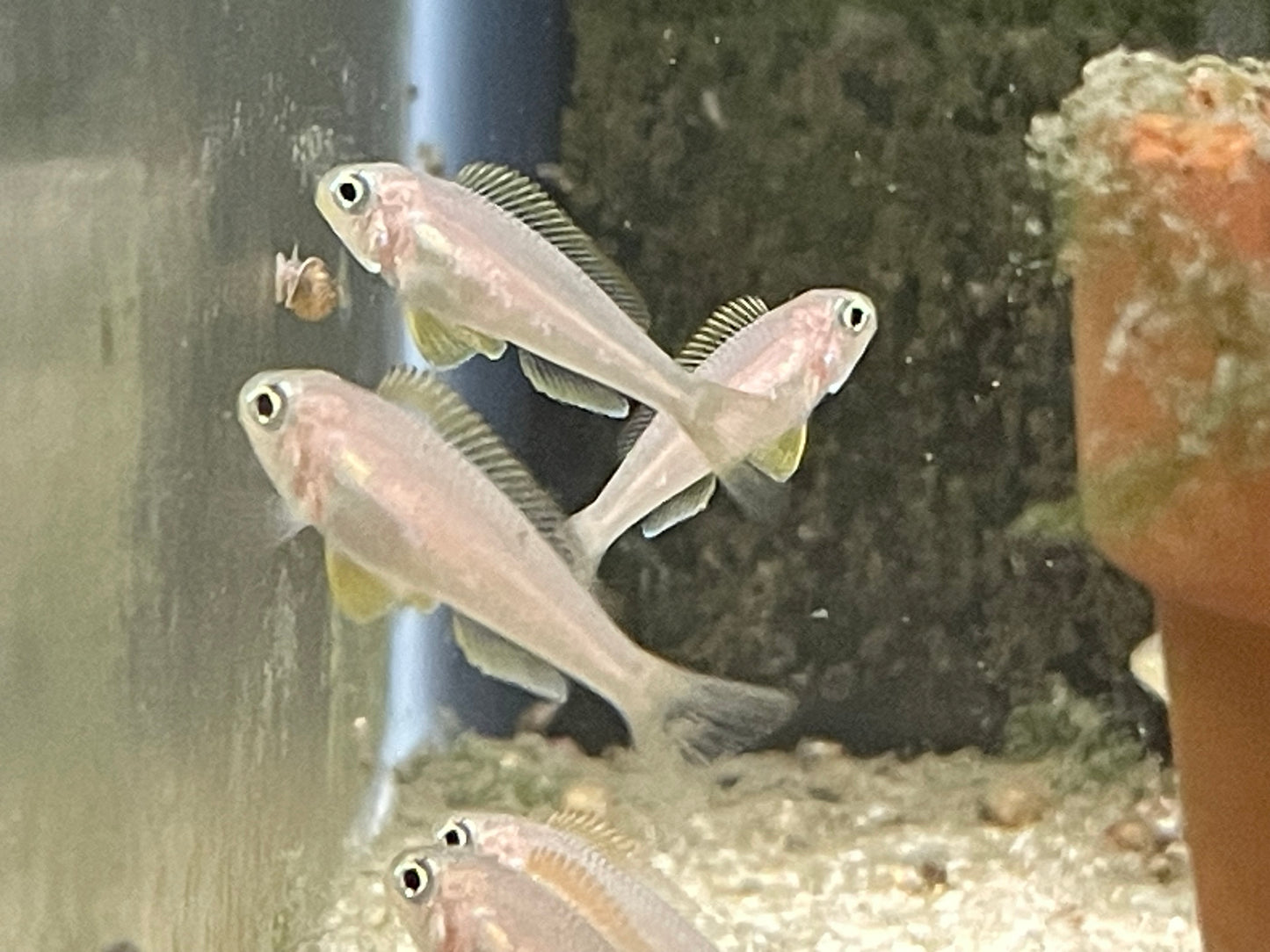 Xenotilapia flavipinnis "Nyannza lac"