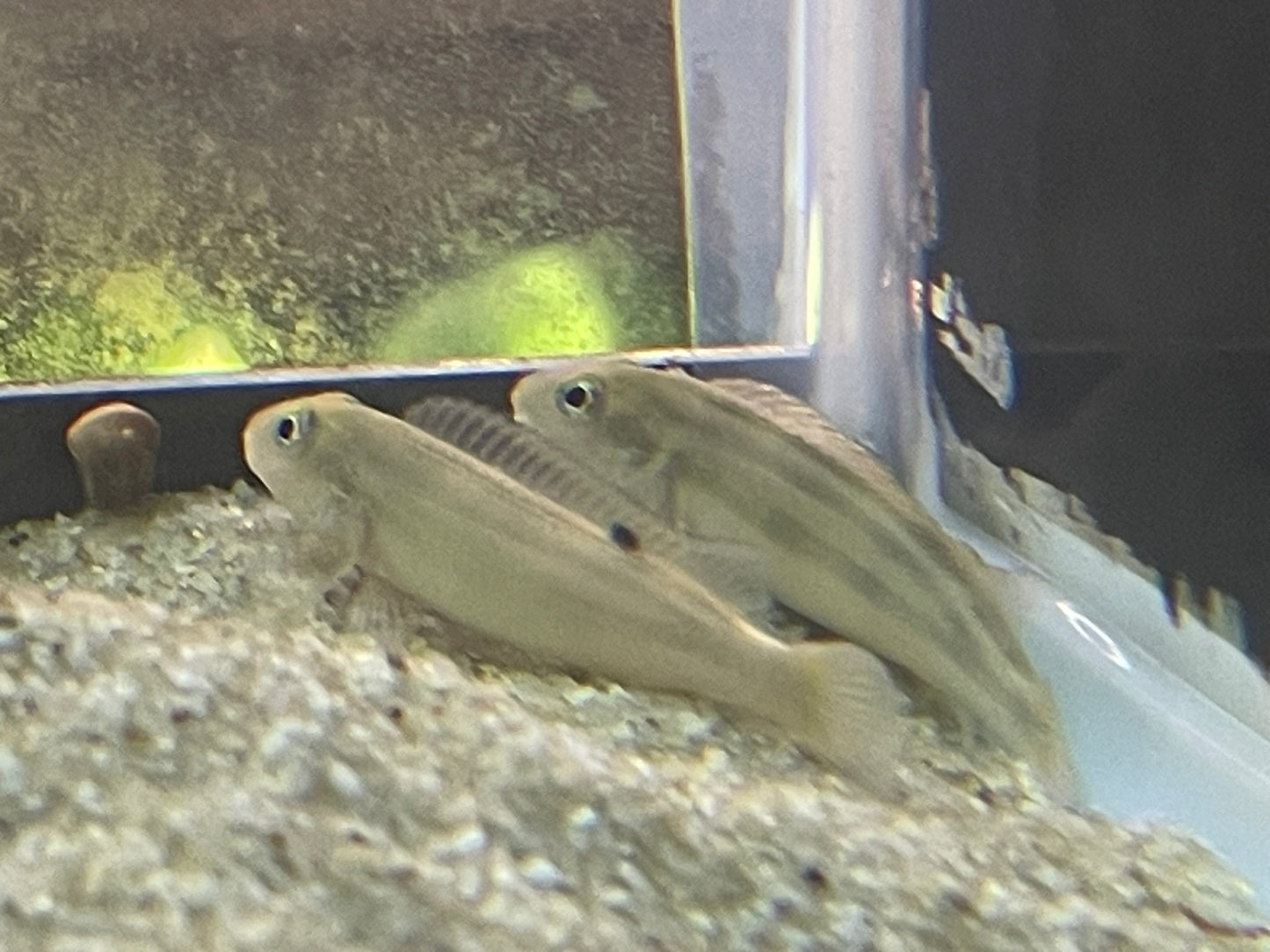 Slender Buffalo Head - Steatocranus tinanti