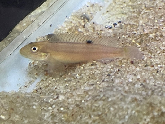 Slender Buffalo Head - Steatocranus tinanti