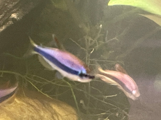 Kerri Blue Tetras