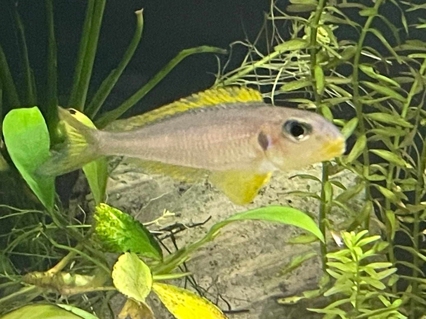Xenotilapia flavipinnis "Nyannza lac"