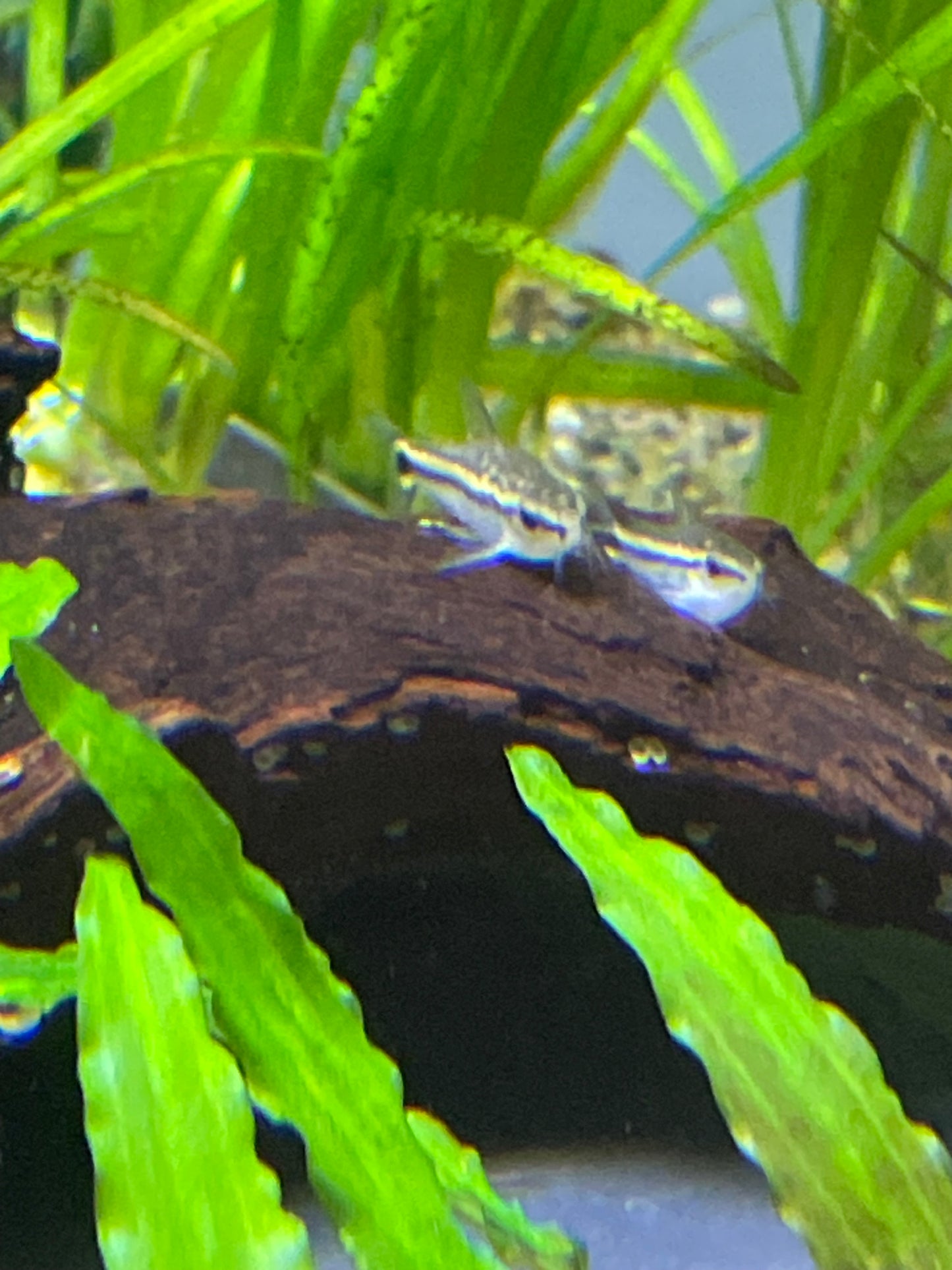 Corydoras pygmaeus - Pygmy cory
