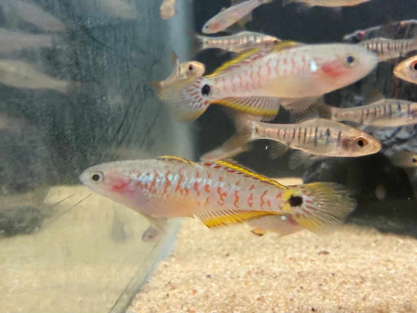 Peacock gudgeon