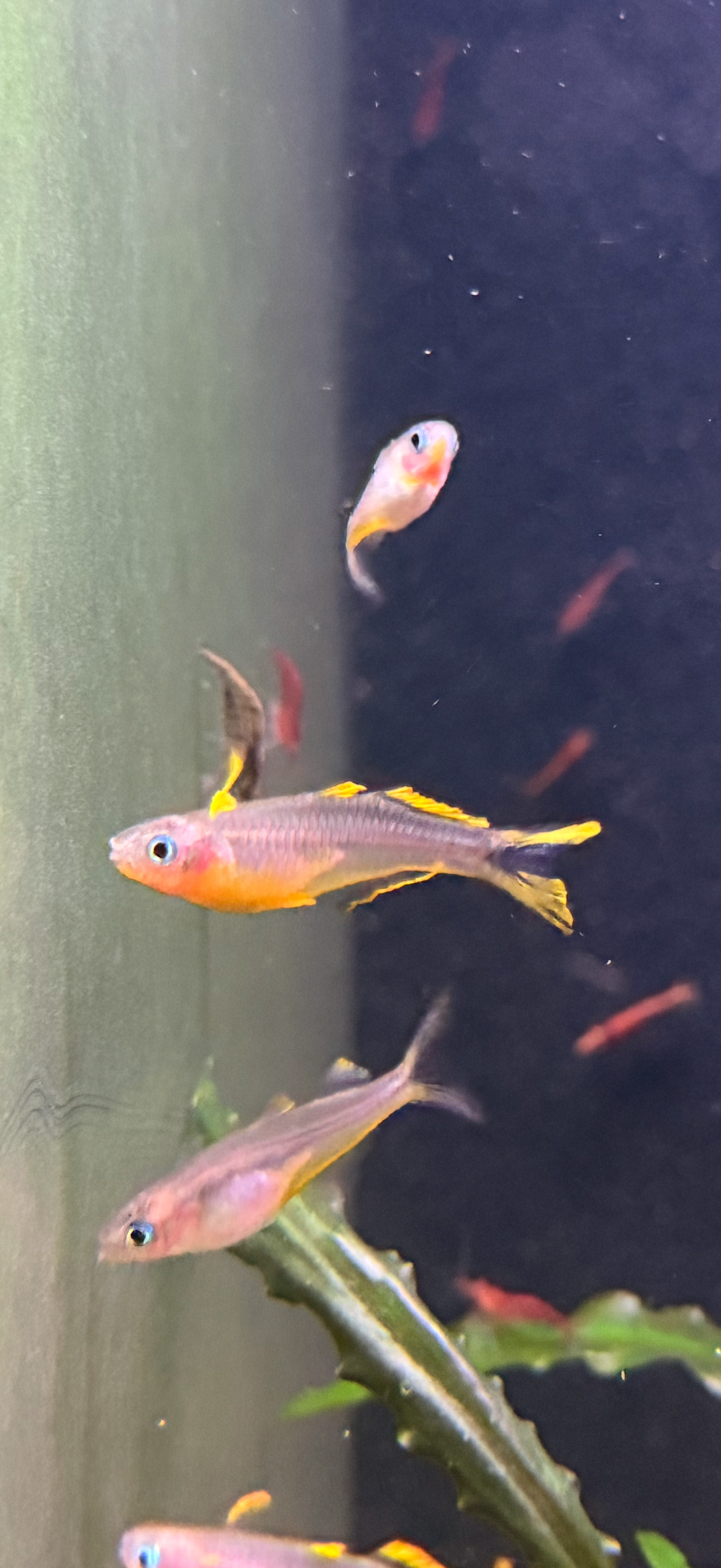 Pseudomugil furcatus “Forktail Blue Eye”