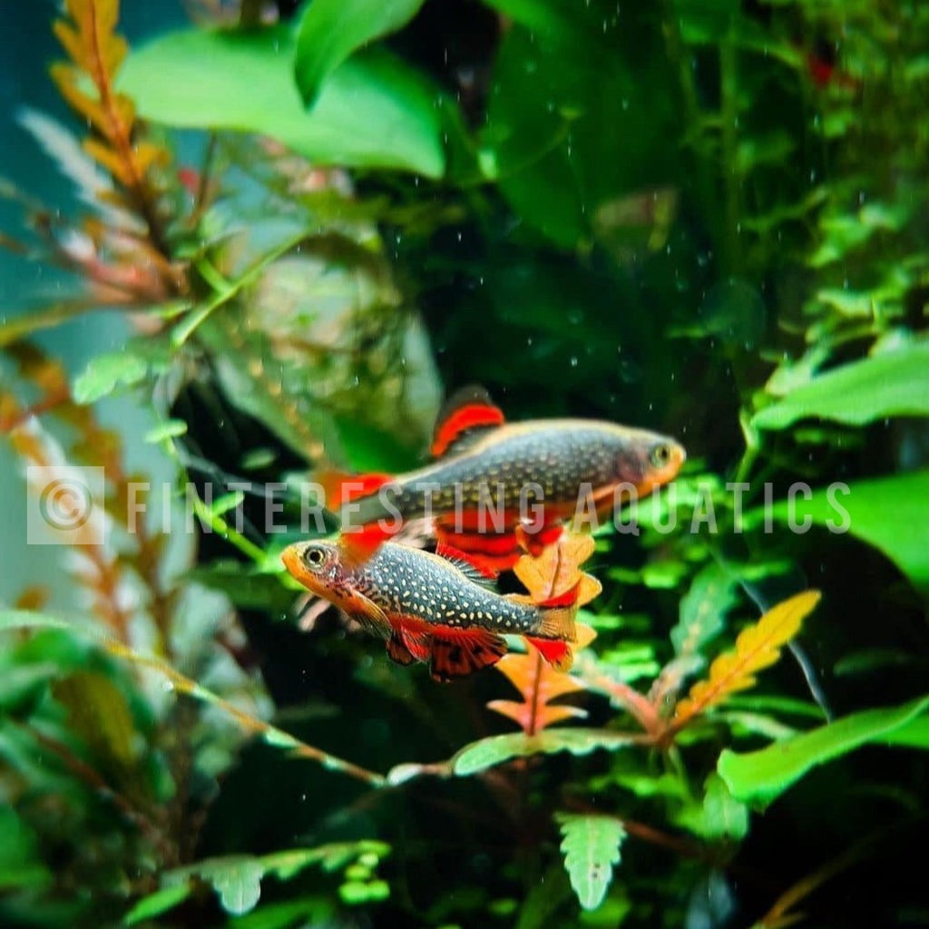 Danio margaritatus - Celestial Pearl Danio/Galaxy Rasbora