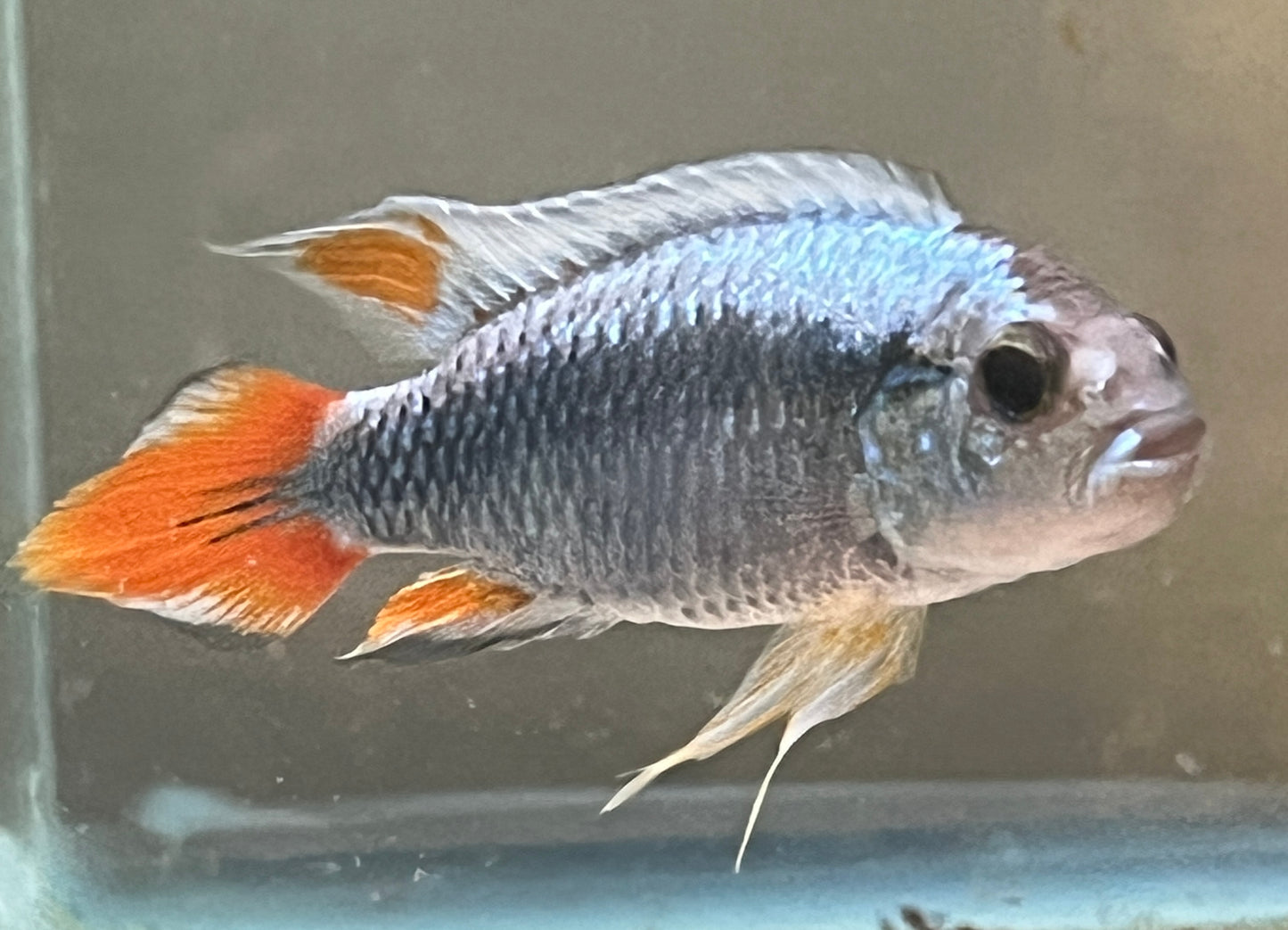 Apistogramma agassizii “Blue Flame”