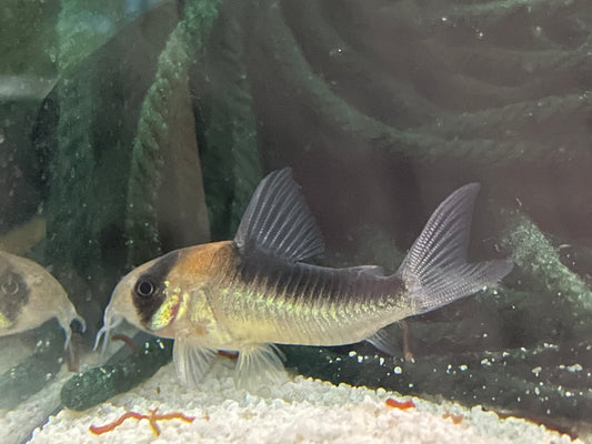 Corydoras duplicareus