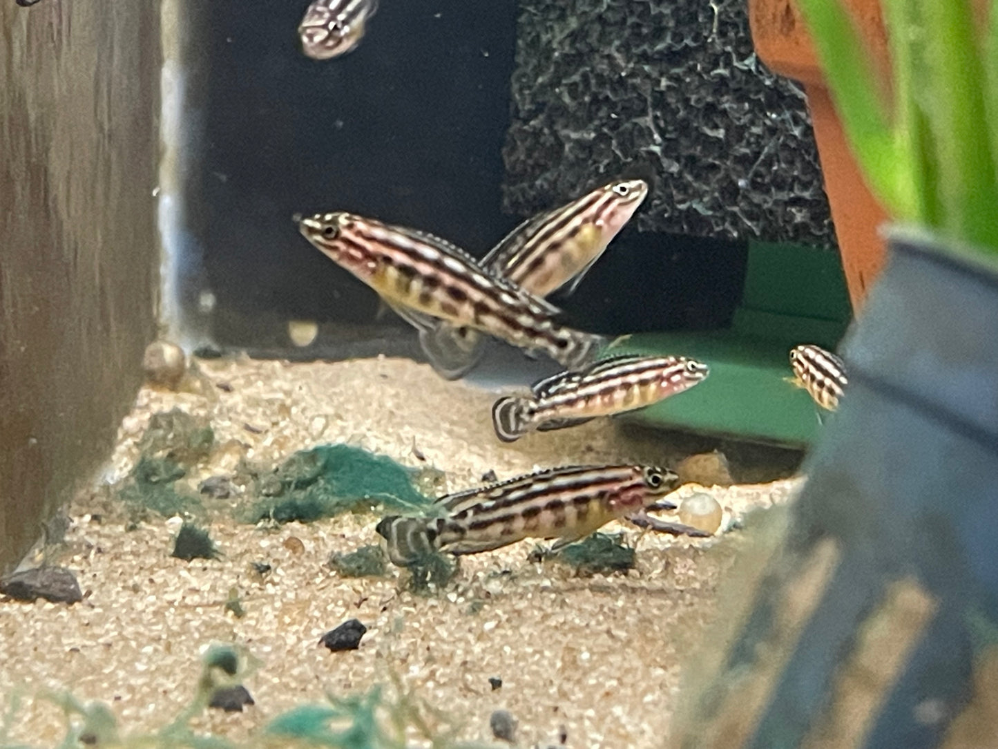 Julidochromis Marlieri