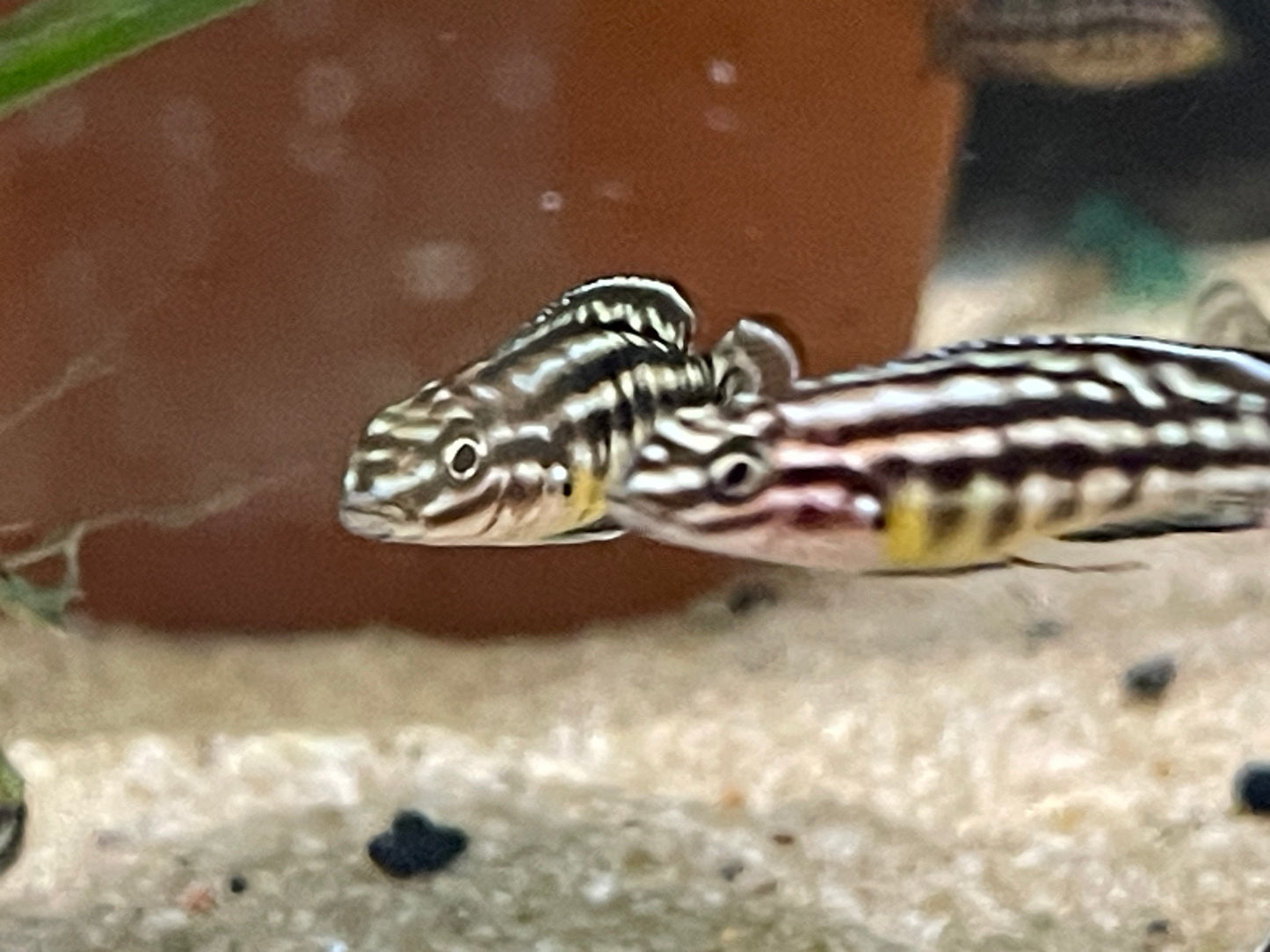 Julidochromis Marlieri
