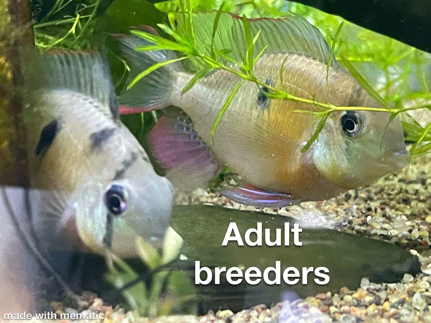 Mikrogeophagus altispinosus "Bolivian Rams"