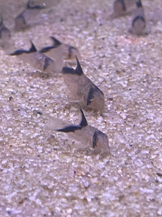 Corydoras melini  - "False Bandit" Cory