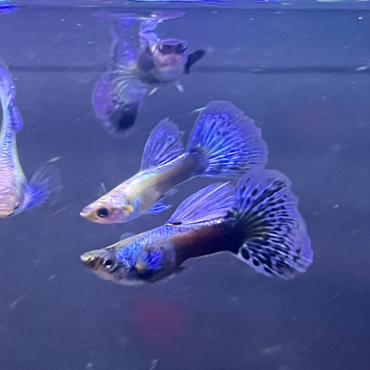 Purple Platinum Guppy