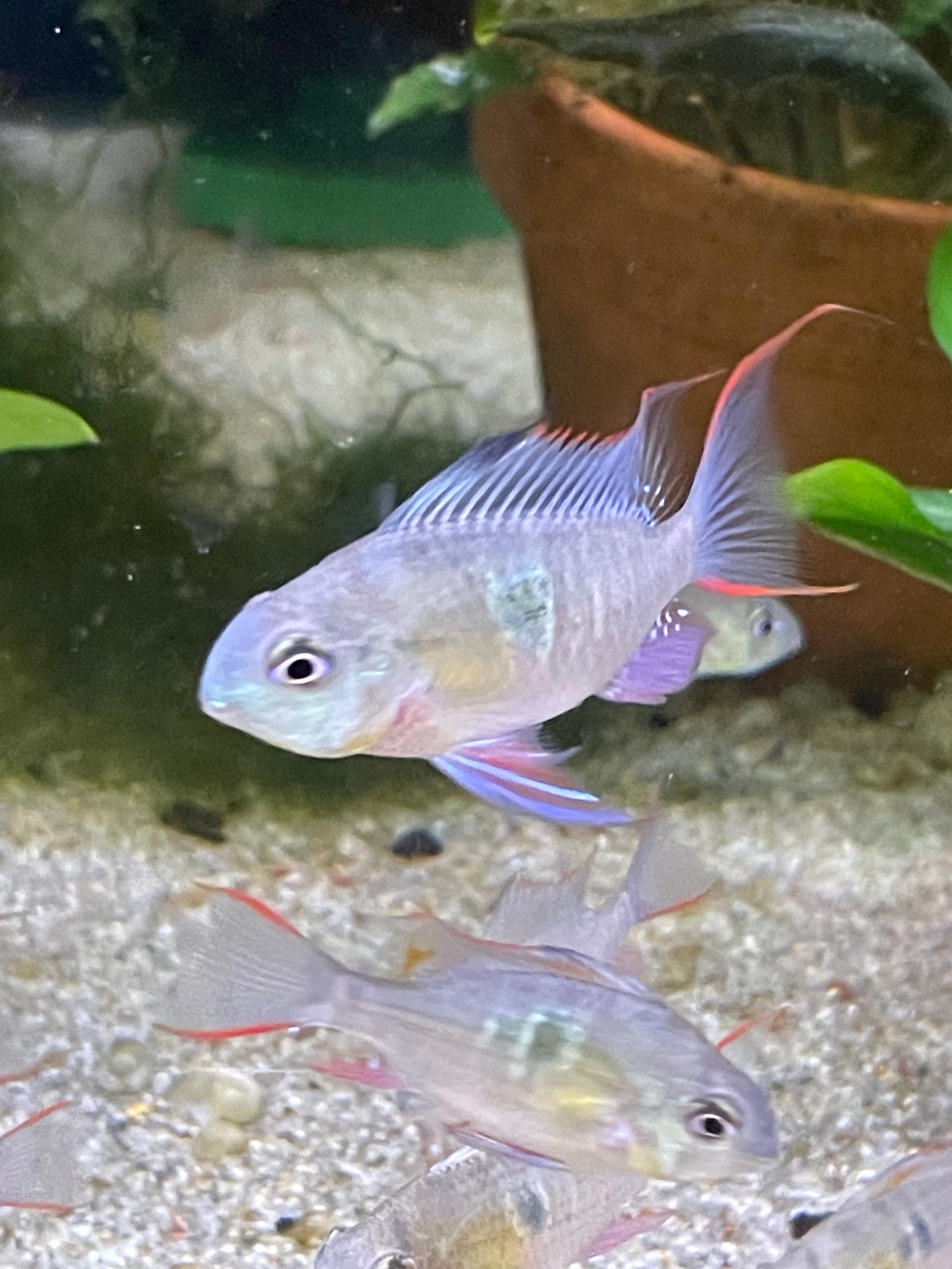 Mikrogeophagus altispinosus "Bolivian Rams"
