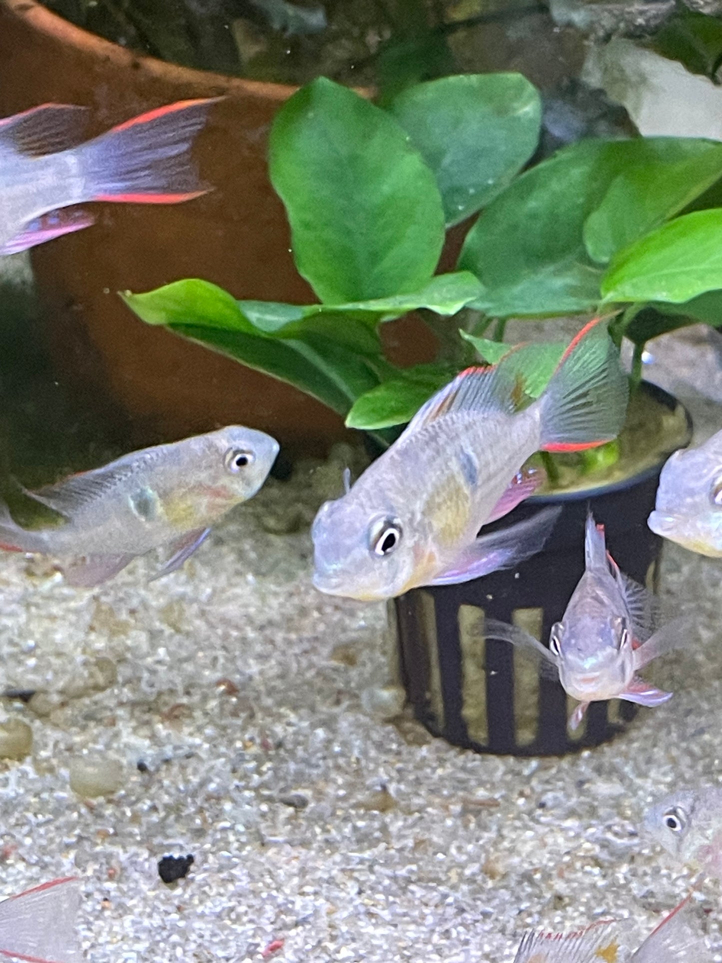 Mikrogeophagus altispinosus "Bolivian Rams"
